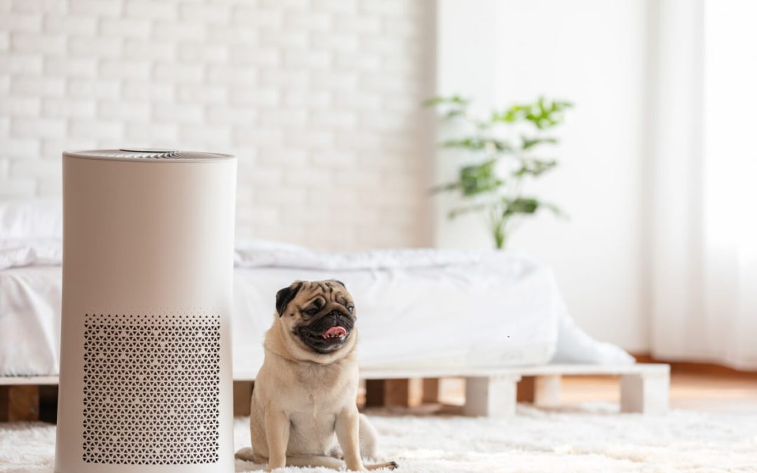 6 Easy Ways to Improve Indoor Air Quality in Your Home