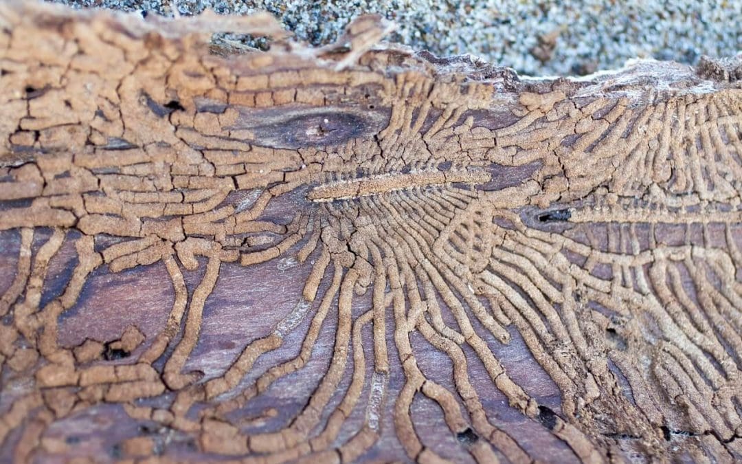 Signs of Termites: What to Watch For Before the Damage Adds Up