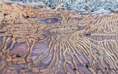 Signs of Termites: What to Watch For Before the Damage Adds Up