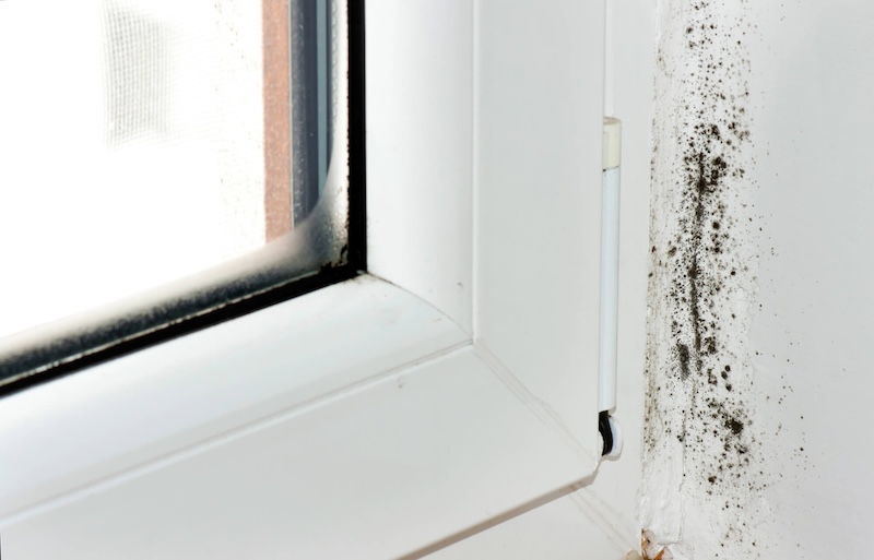 Understanding the Core Causes of Mold in Your Home